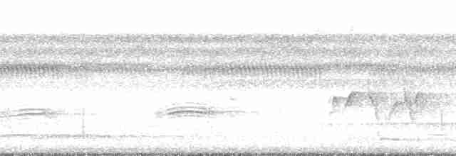 Weißband-Ameisenvogel - ML205520