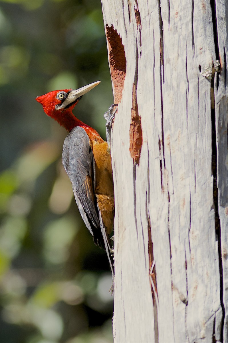 Red-necked Woodpecker - ML205520001