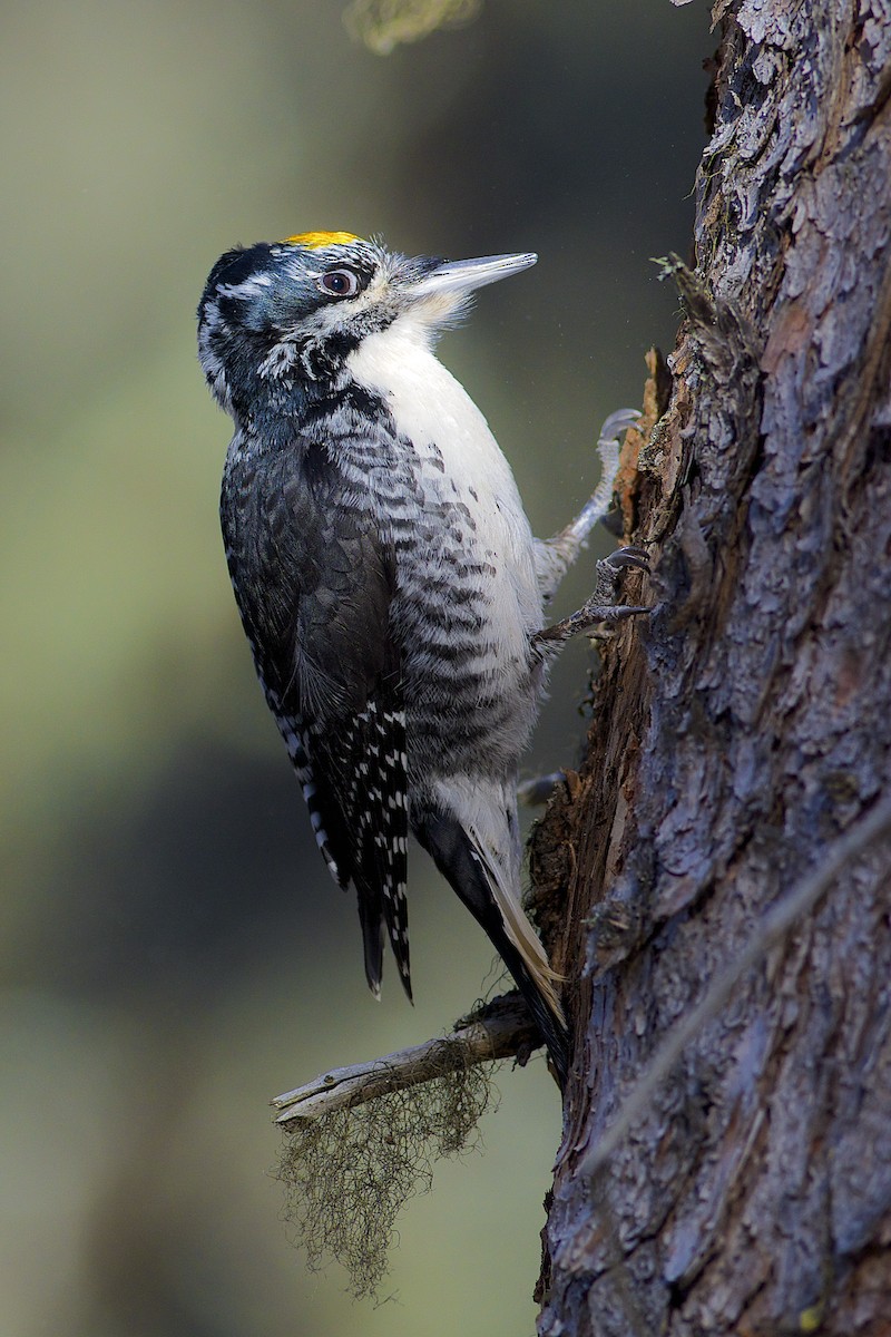 American Three-toed Woodpecker - Daniel Field