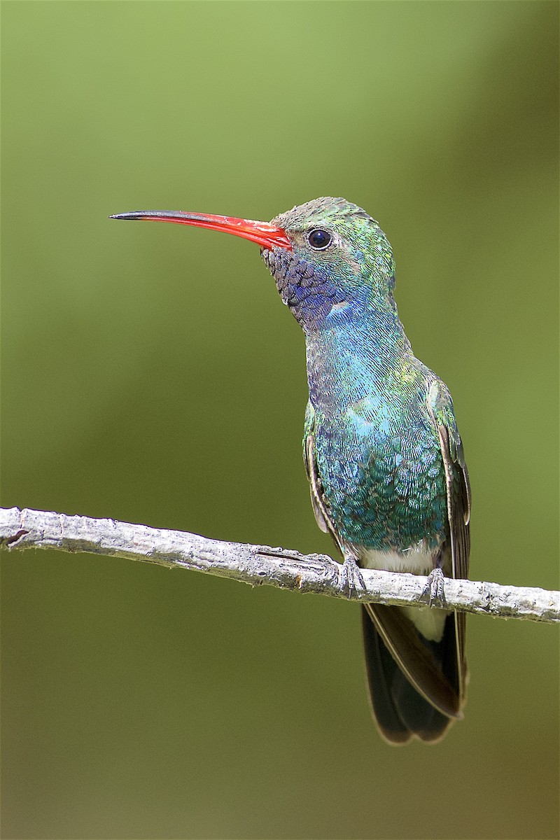Broad-billed Hummingbird - Daniel Field