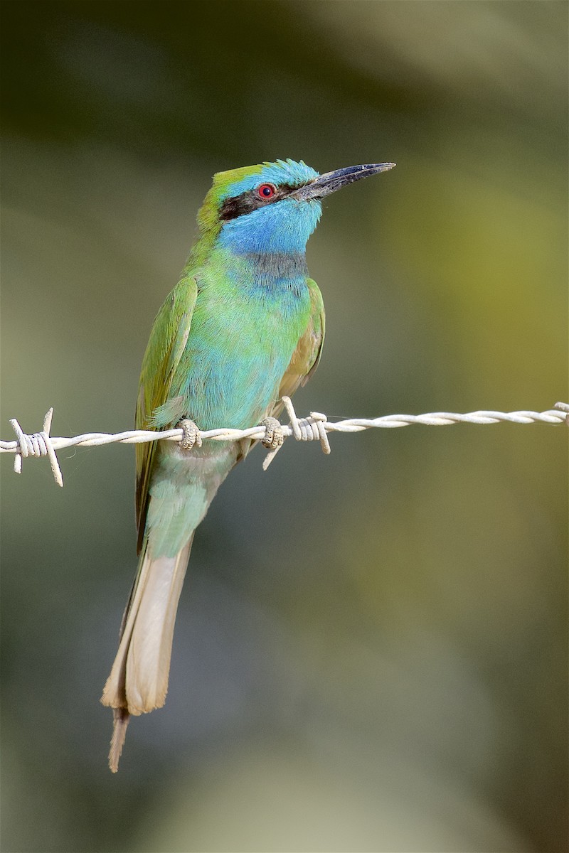 Arabian Green Bee-eater - Daniel Field