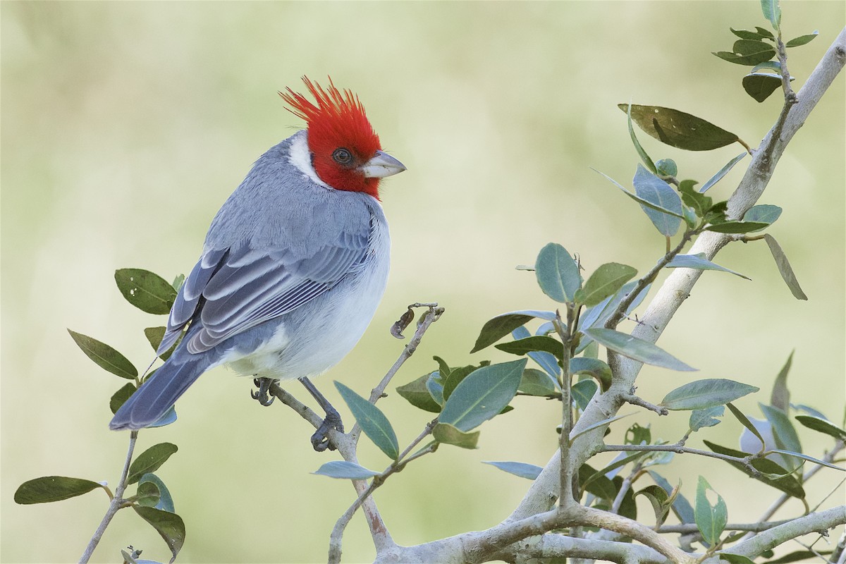 Red-crested Cardinal - ML205520081