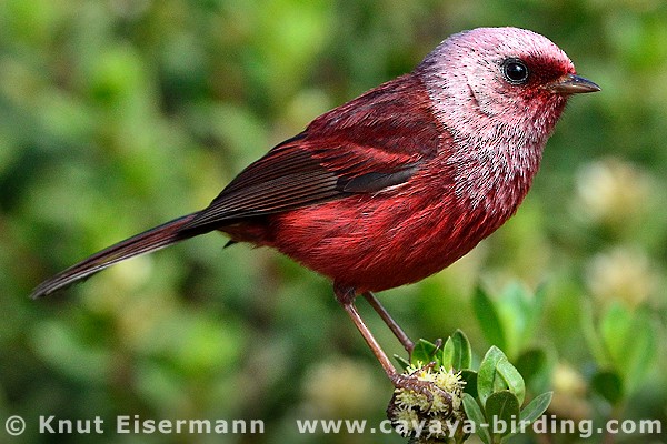 Pink-headed Warbler - Knut Eisermann
