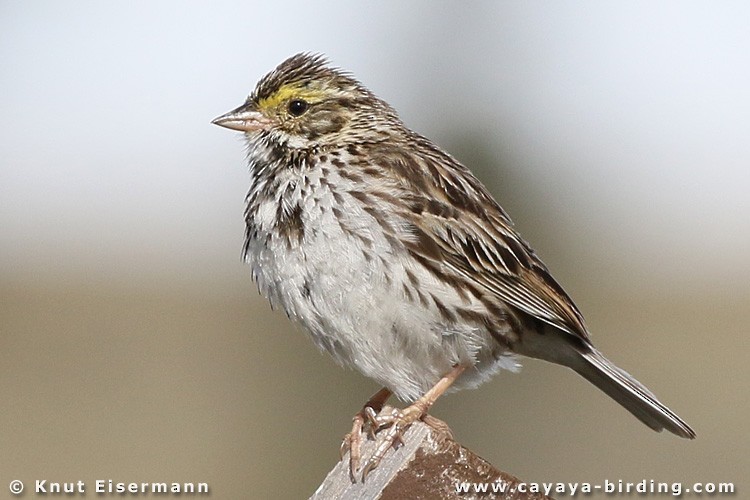 Savannah Sparrow (Savannah) - Knut Eisermann
