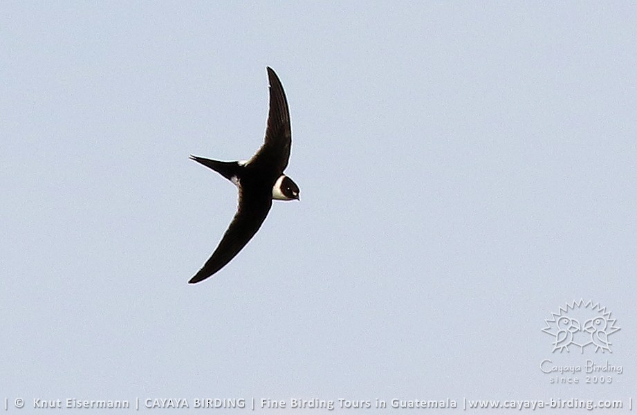 Lesser Swallow-tailed Swift - Knut Eisermann