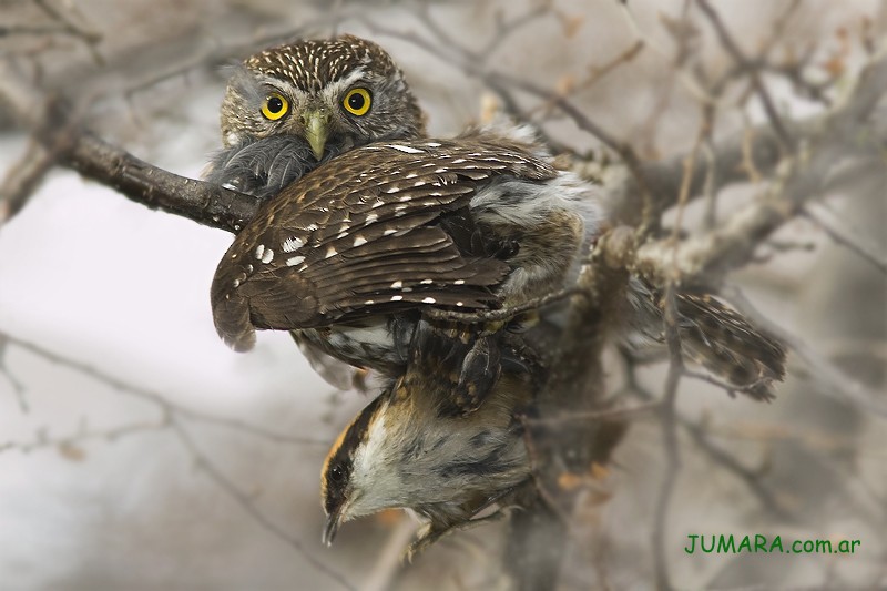 Austral Pygmy-Owl - Juan Maria Raggio