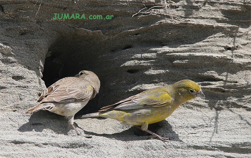 Patagonian Yellow-Finch - ML205520561
