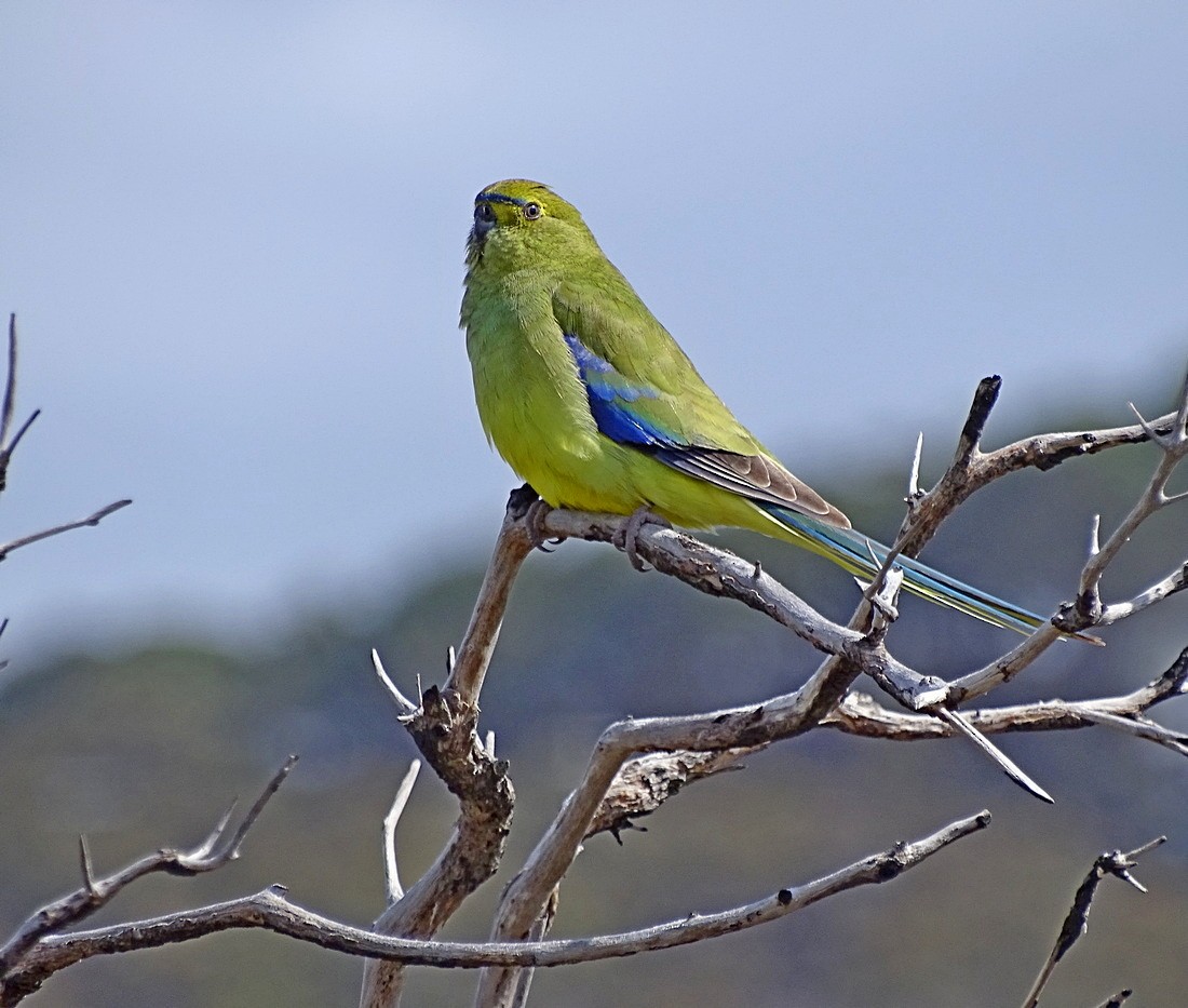 Blue-winged Parrot - Jens Thalund