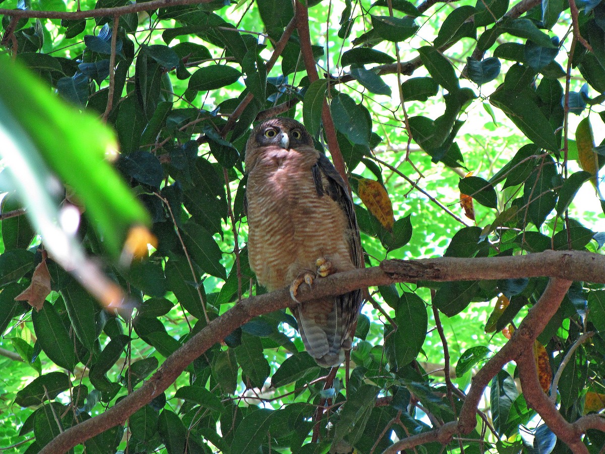 Rufous Owl - ML205521241
