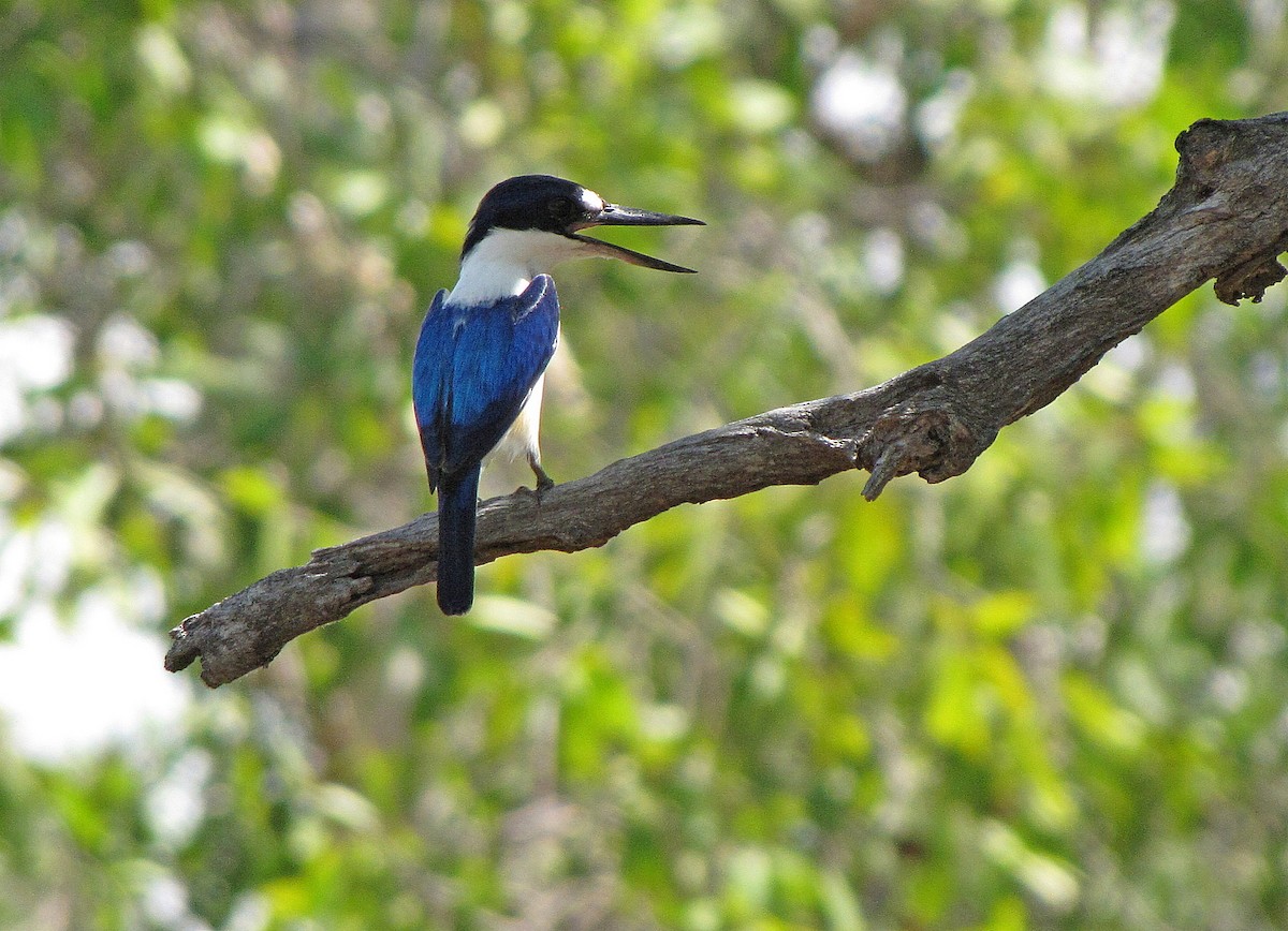 Forest Kingfisher - ML205521331