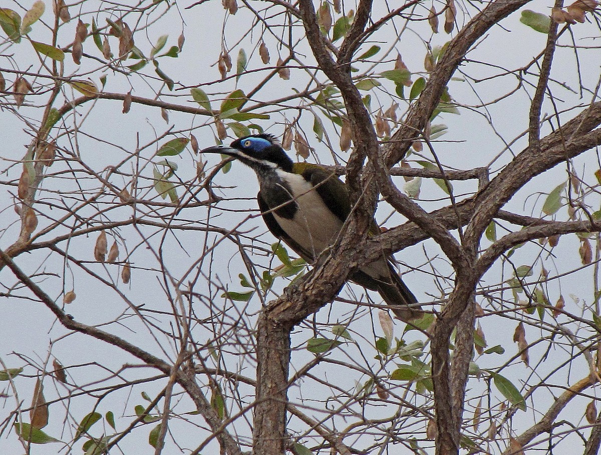 Blue-faced Honeyeater (White-quilled) - ML205521341