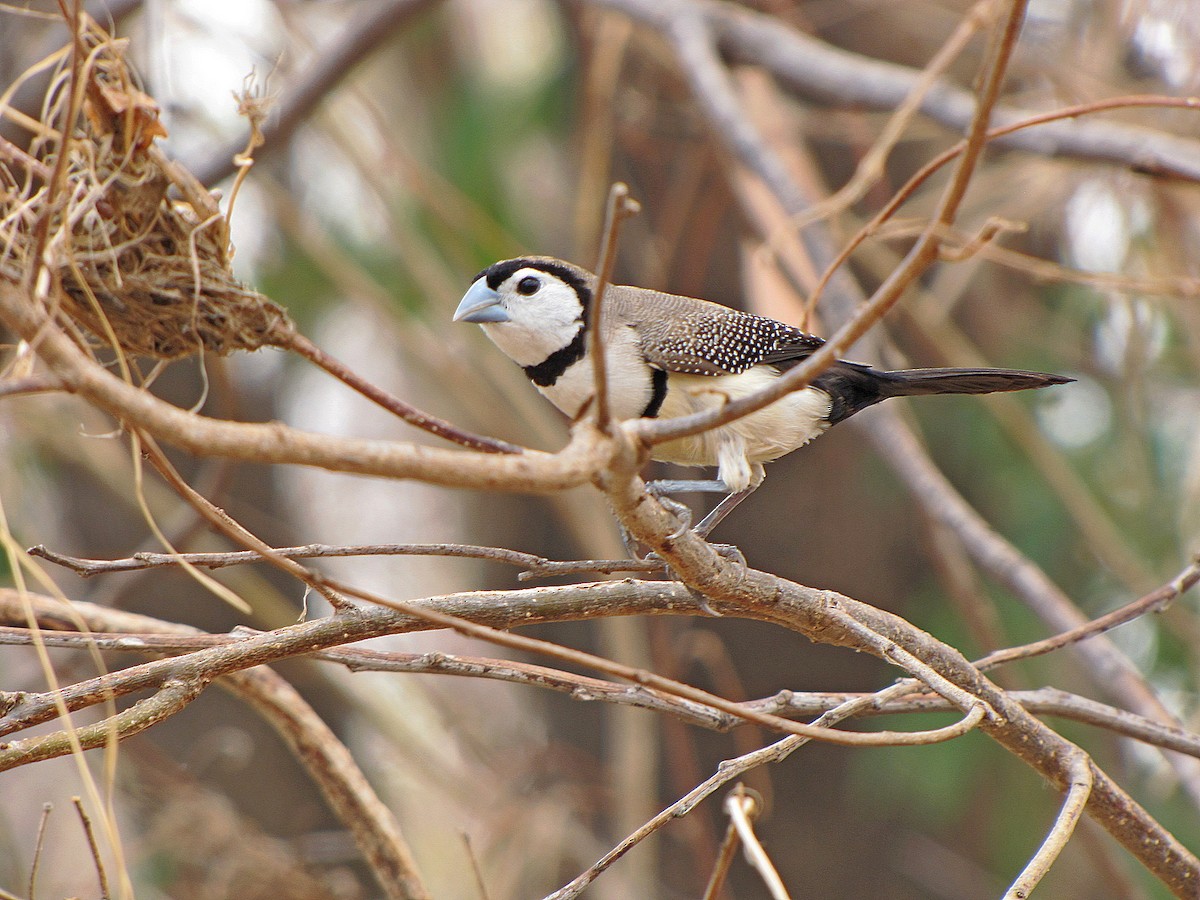Double-barred Finch - Jens Thalund