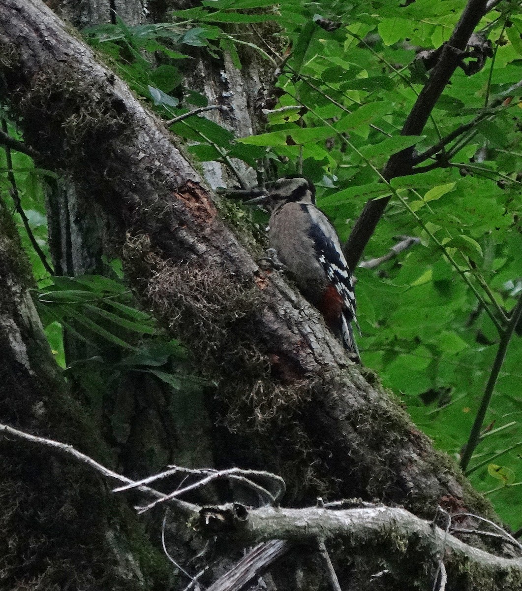 Great Spotted Woodpecker (poelzami) - Jens Thalund