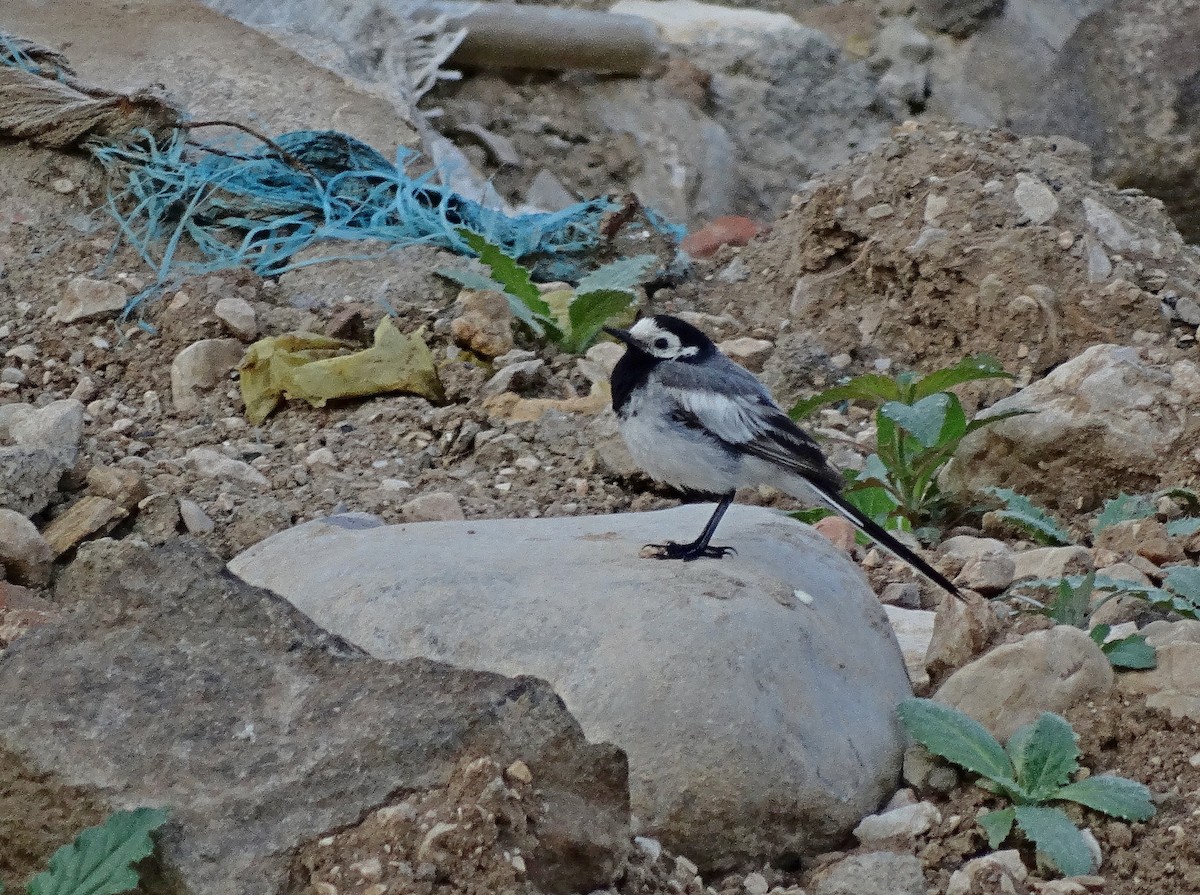 White Wagtail (White-faced) - Jens Thalund