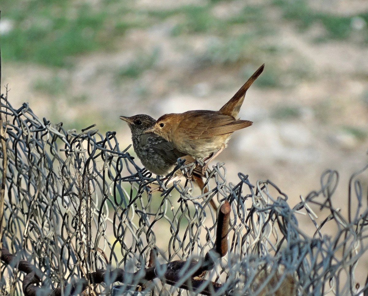 Common Nightingale (megarhynchos/africana) - Jens Thalund