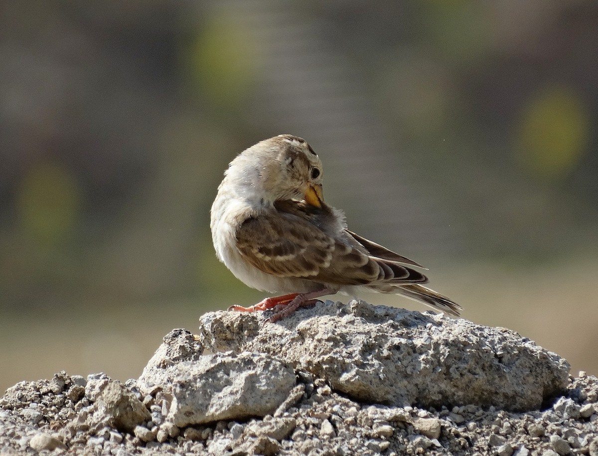 Rock Sparrow - Jens Thalund