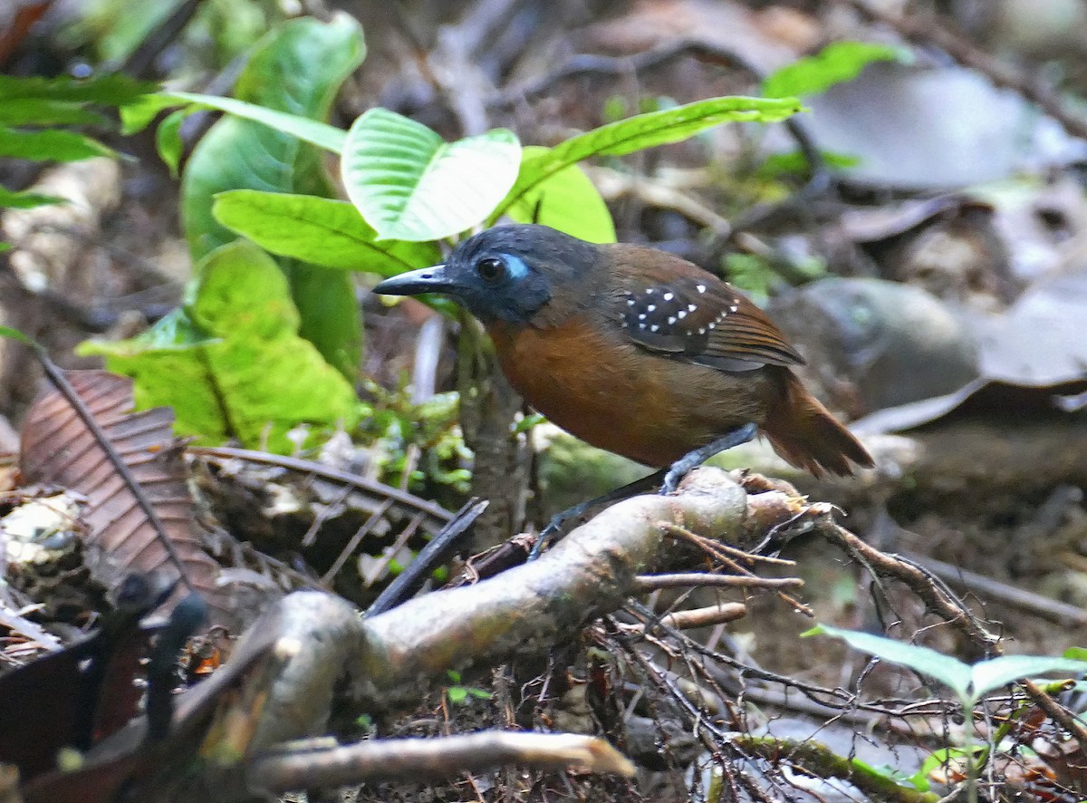 Chestnut-backed Antbird (Short-tailed) - ML205521891
