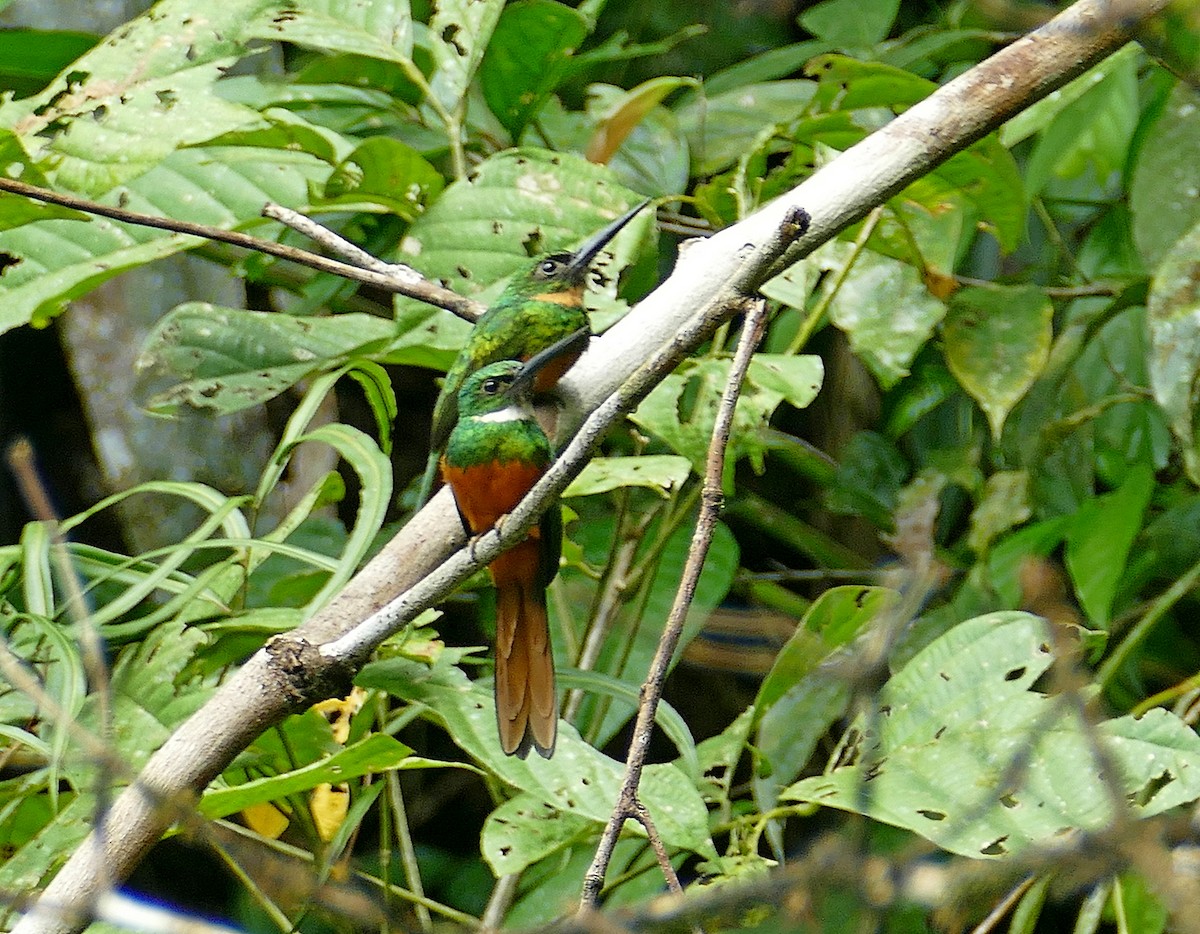 Rufous-tailed Jacamar (Black-chinned) - ML205522031