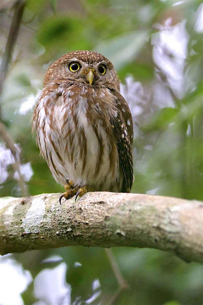 Ferruginous Pygmy-Owl (Ferruginous) - Daniel Field