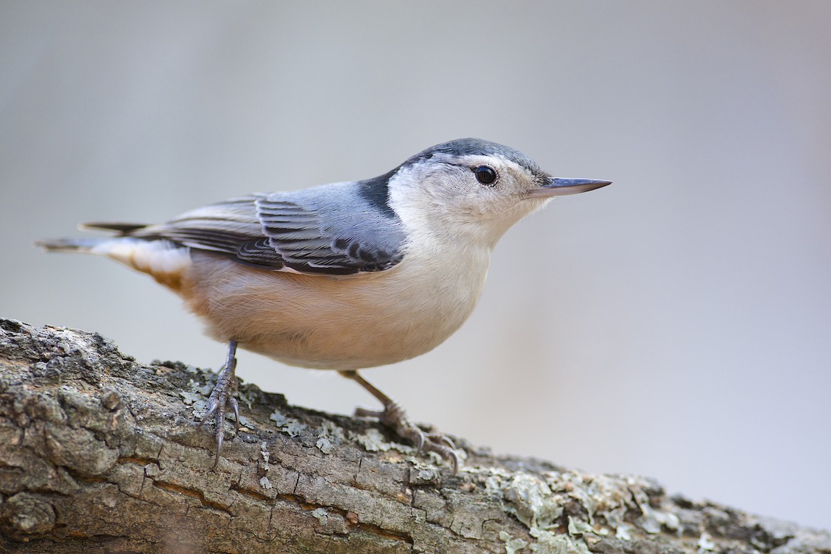 White-breasted Nuthatch - Daniel Field