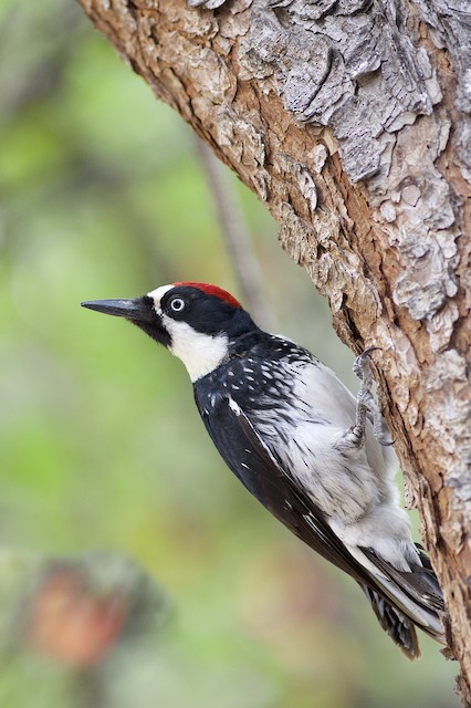 ドングリキツツキ Formicivorus グループ Ebird