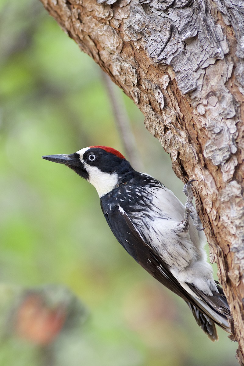 Acorn Woodpecker (Acorn) - Daniel Field