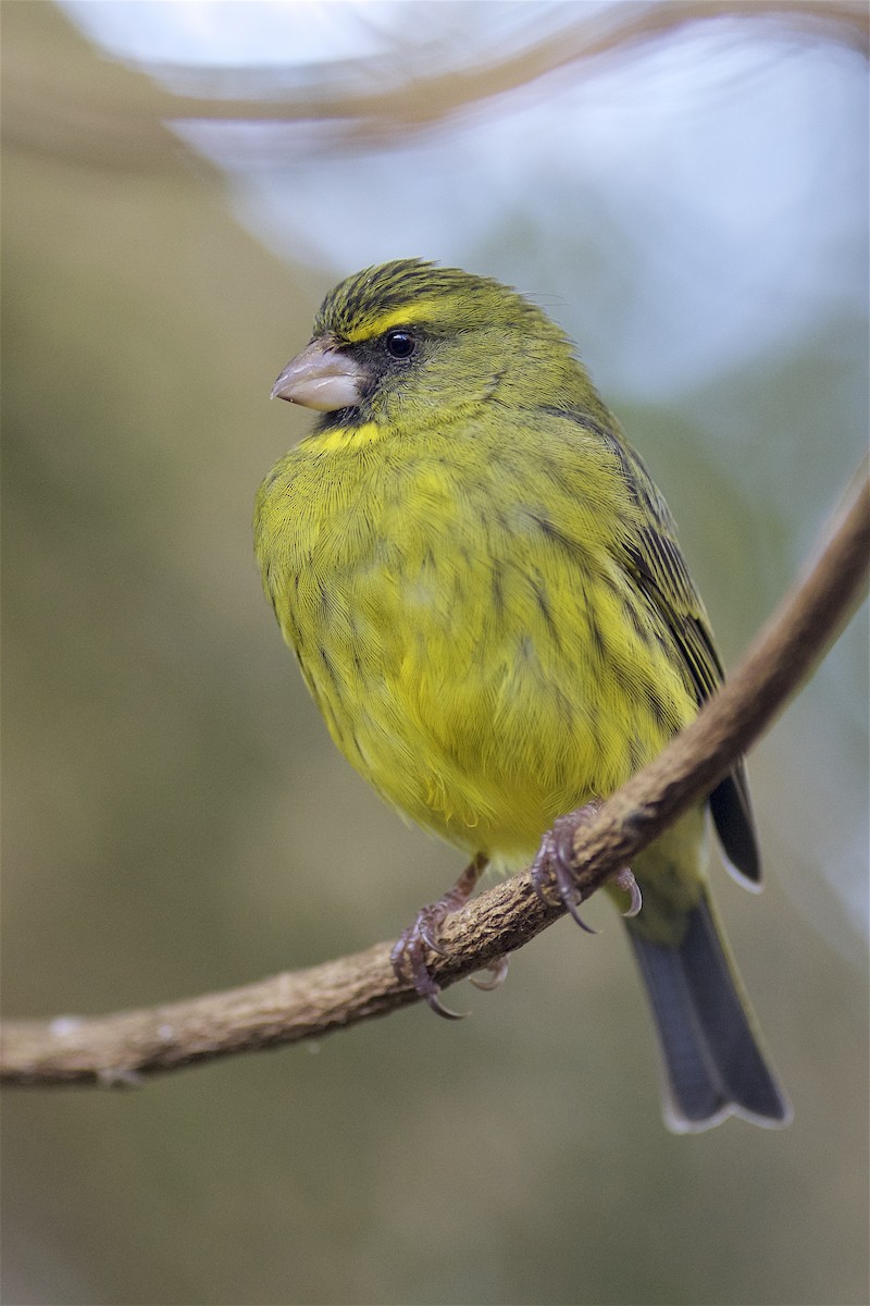 Forest Canary - ML205522391