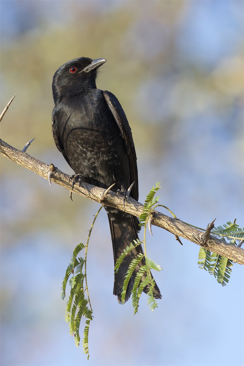 Fork-tailed Drongo - ML205522421