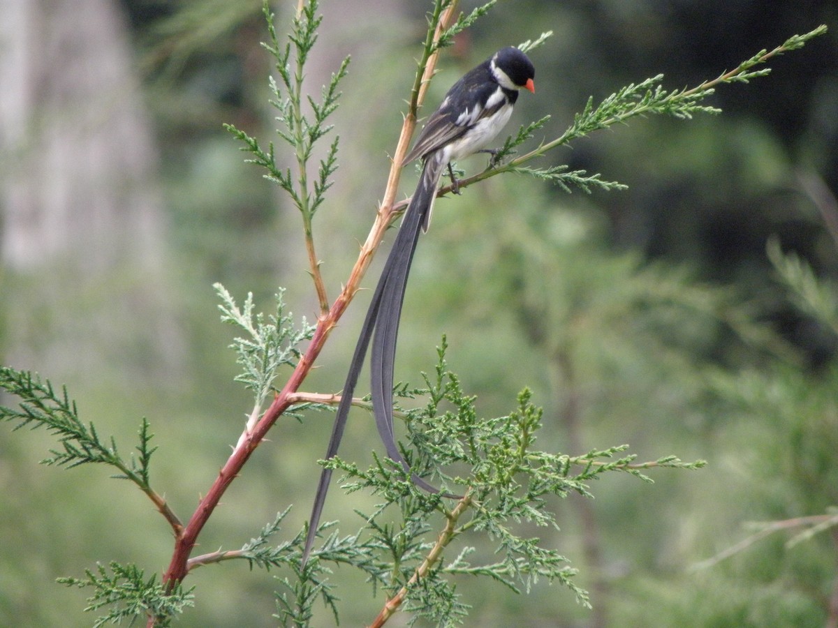 Pin-tailed Whydah - juan gonzalez valdivieso