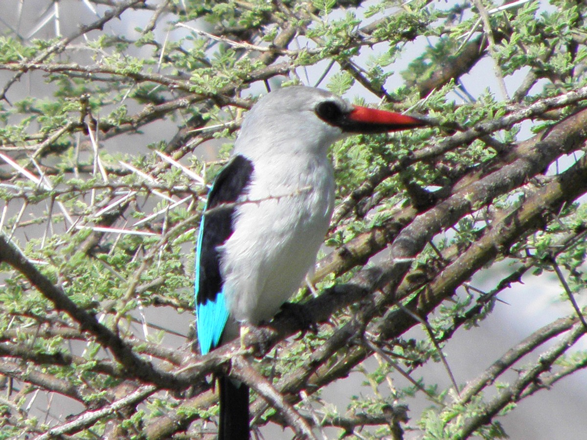 Woodland Kingfisher - juan gonzalez valdivieso