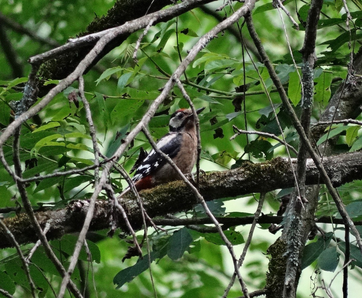 Great Spotted Woodpecker (poelzami) - Jens Thalund