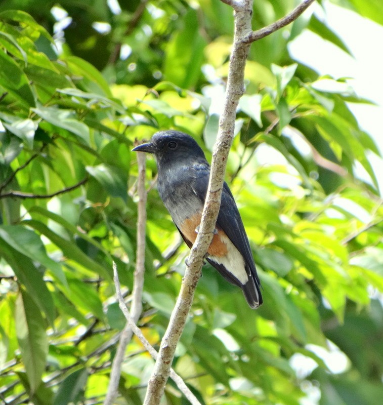 Swallow-winged Puffbird - ML205523041
