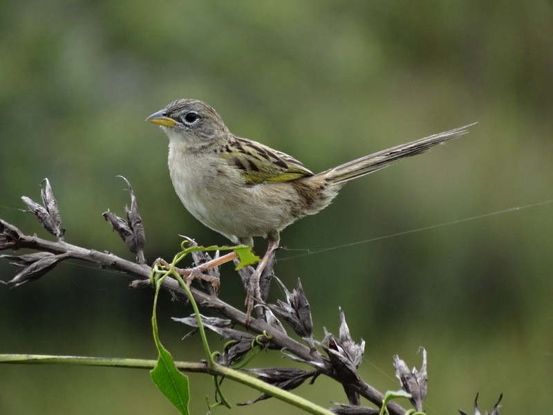 Wedge-tailed Grass-Finch - Jens Thalund
