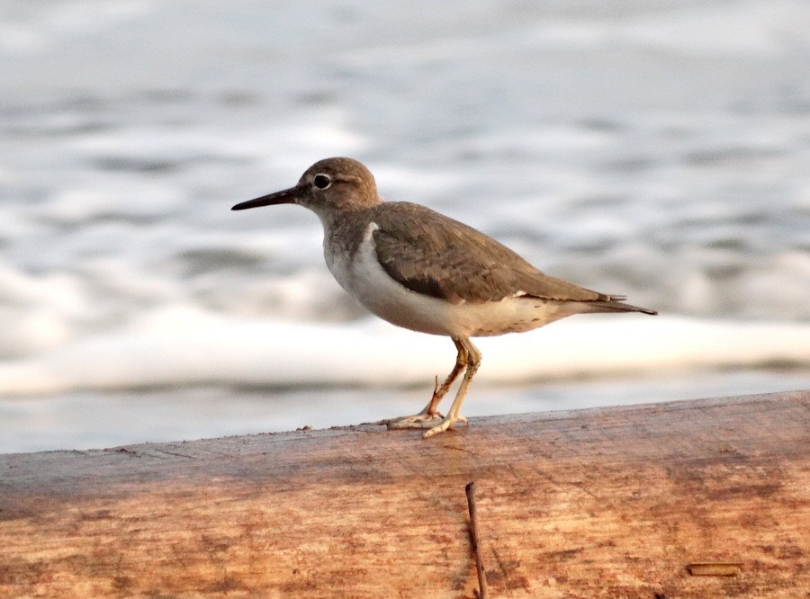 Spotted Sandpiper - Jens Thalund