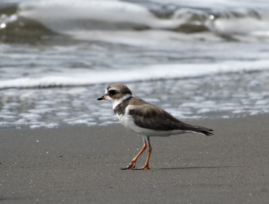 Semipalmated Plover - Jens Thalund