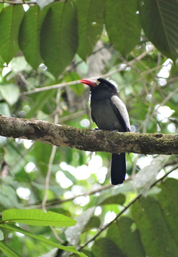 White-fronted Nunbird (Pale-winged) - ML205523381