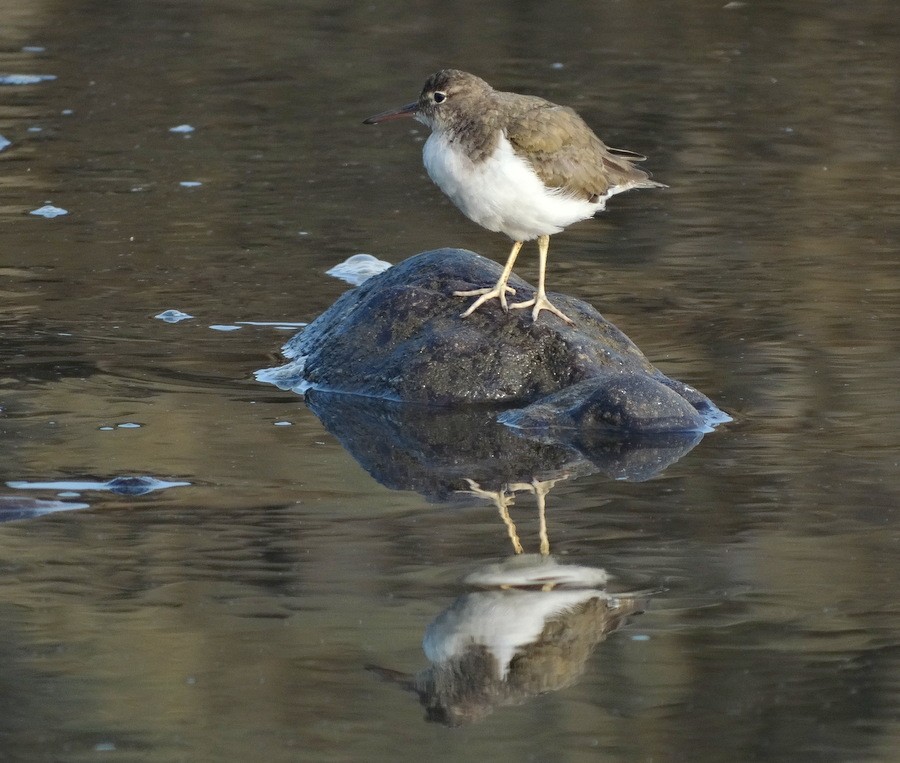 Spotted Sandpiper - Jens Thalund
