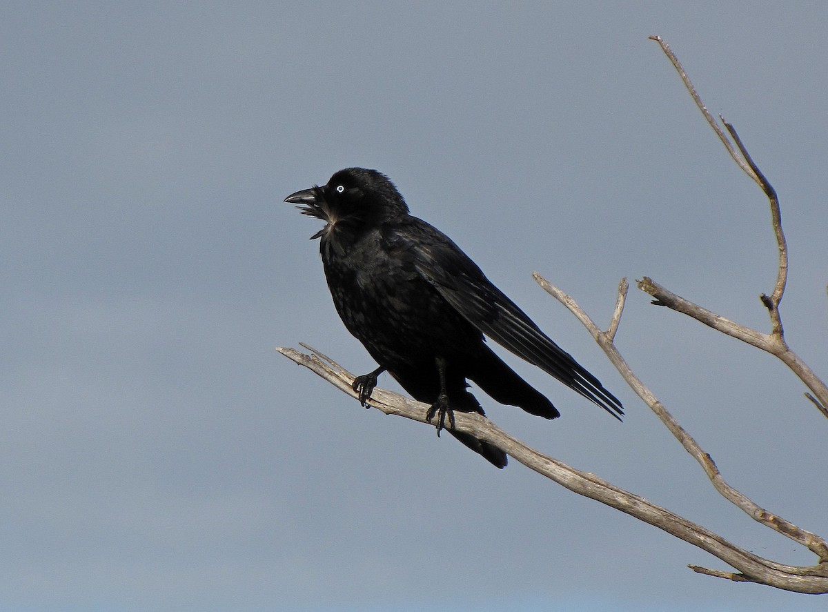 Australian Raven - Jens Thalund