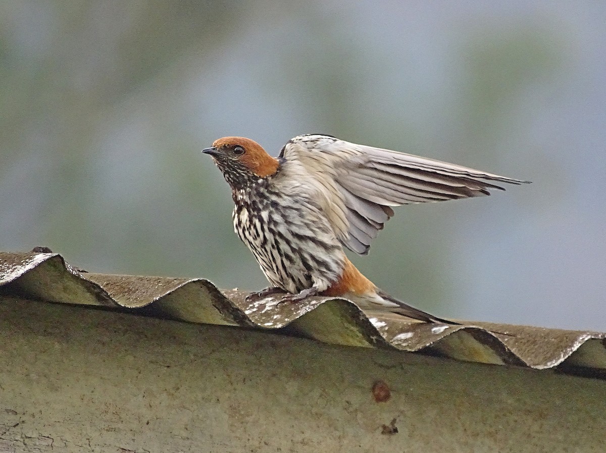 Lesser Striped Swallow - Jens Thalund