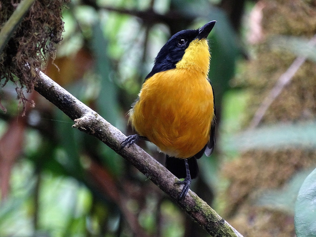 Yellow-breasted Boubou - Jens Thalund