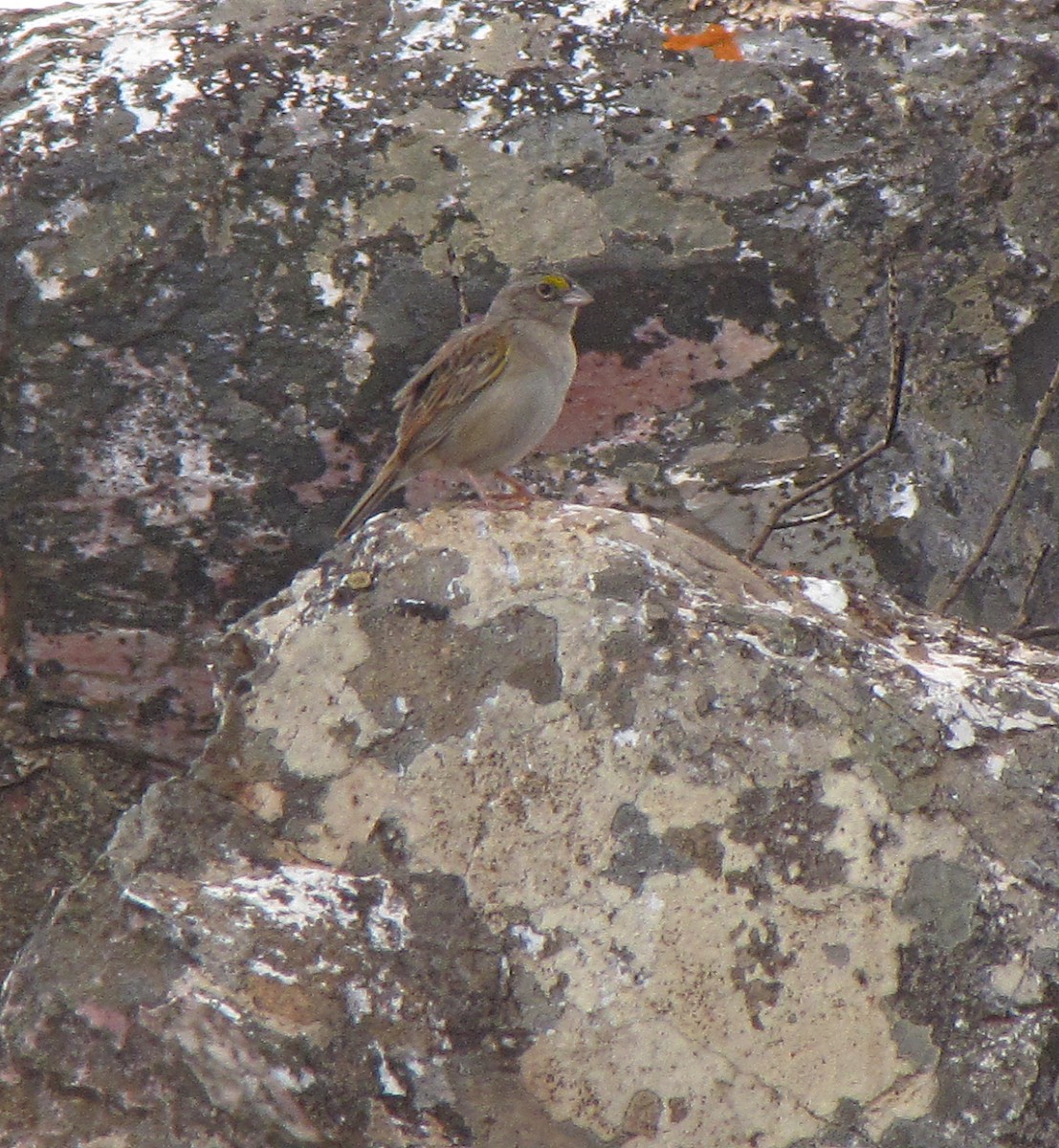 Grassland Sparrow - ML205524411