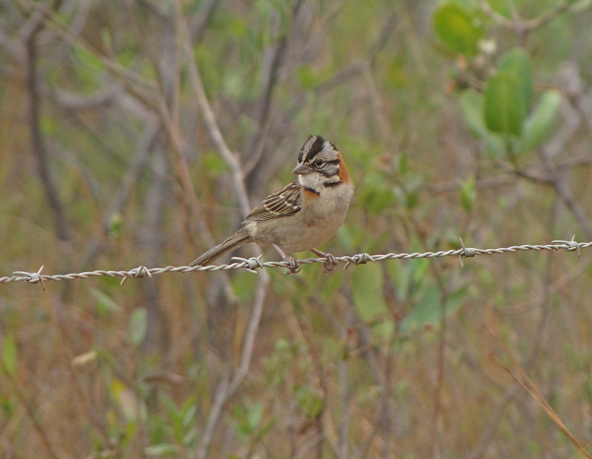 Rufous-collared Sparrow (Rufous-collared) - ML205524451