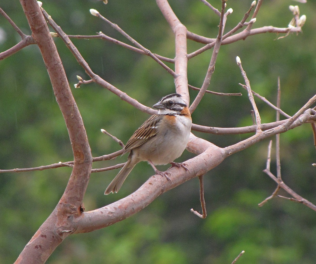 Rufous-collared Sparrow (Rufous-collared) - ML205524521