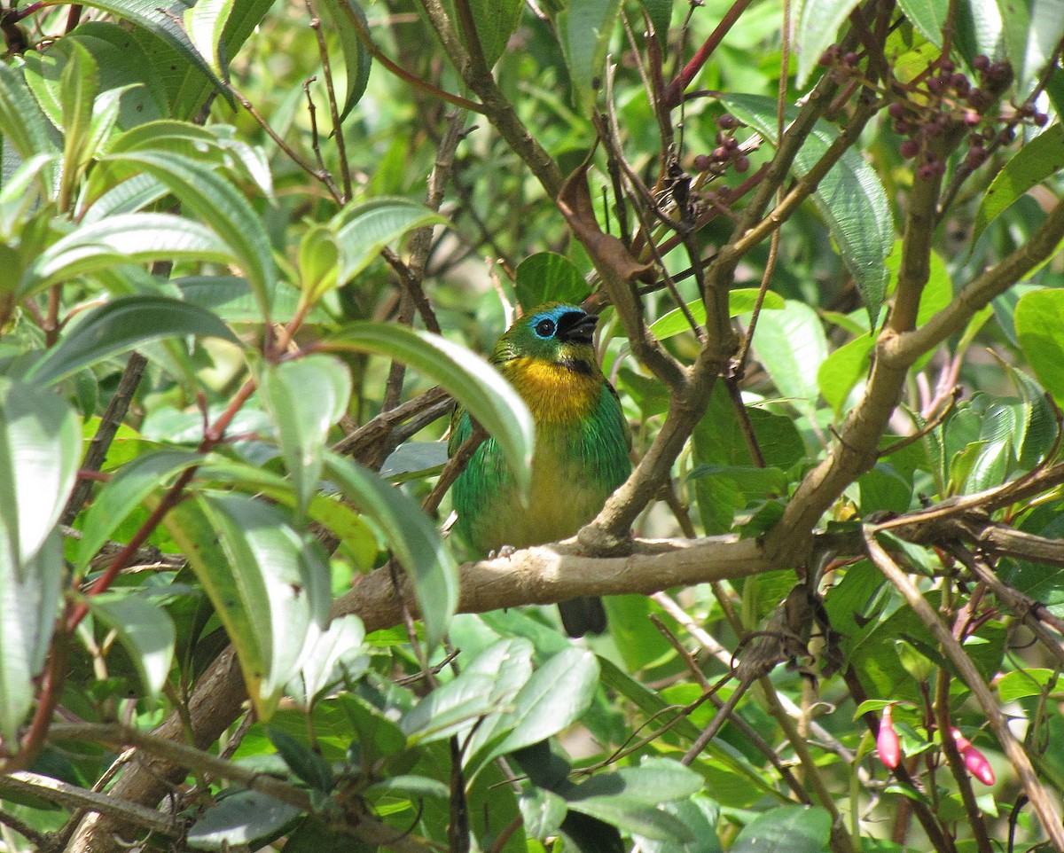 Brassy-breasted Tanager - ML205524591