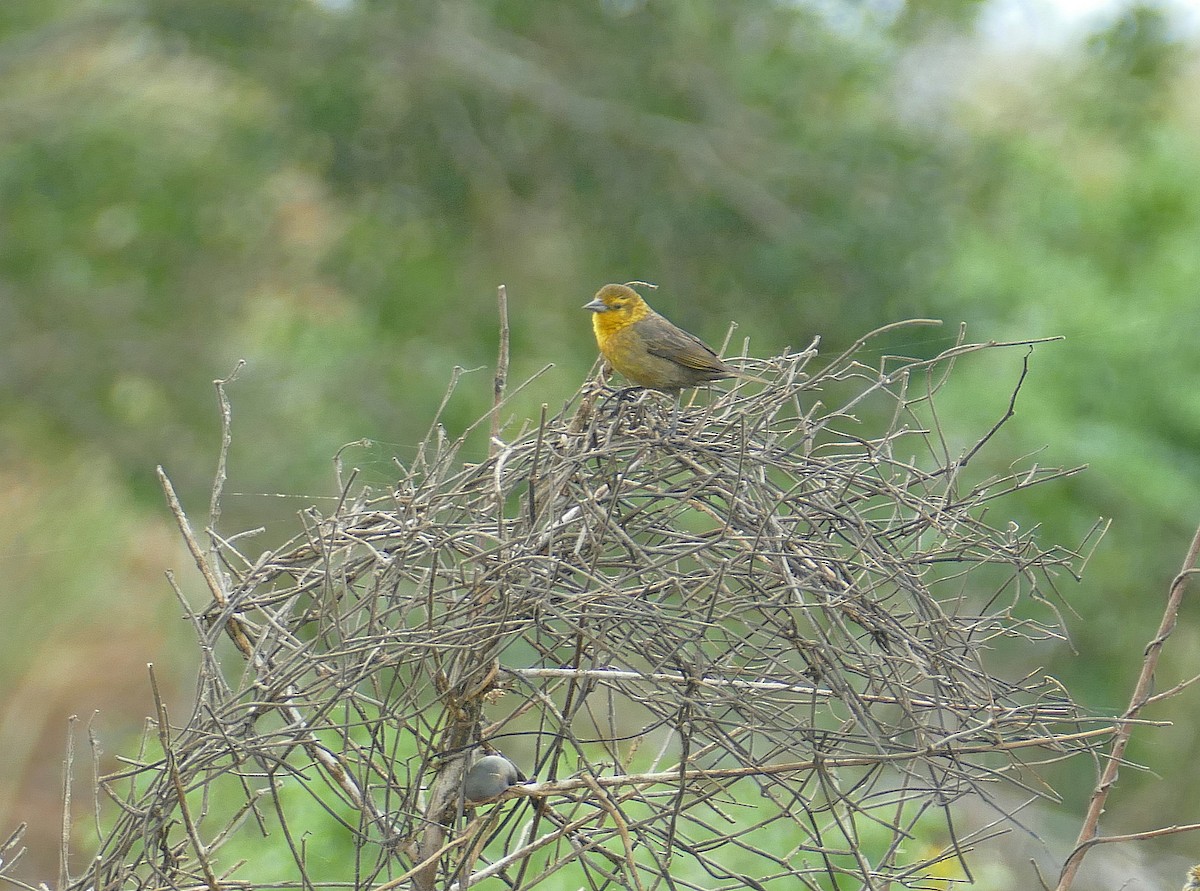 Yellow-hooded Blackbird - Jens Thalund