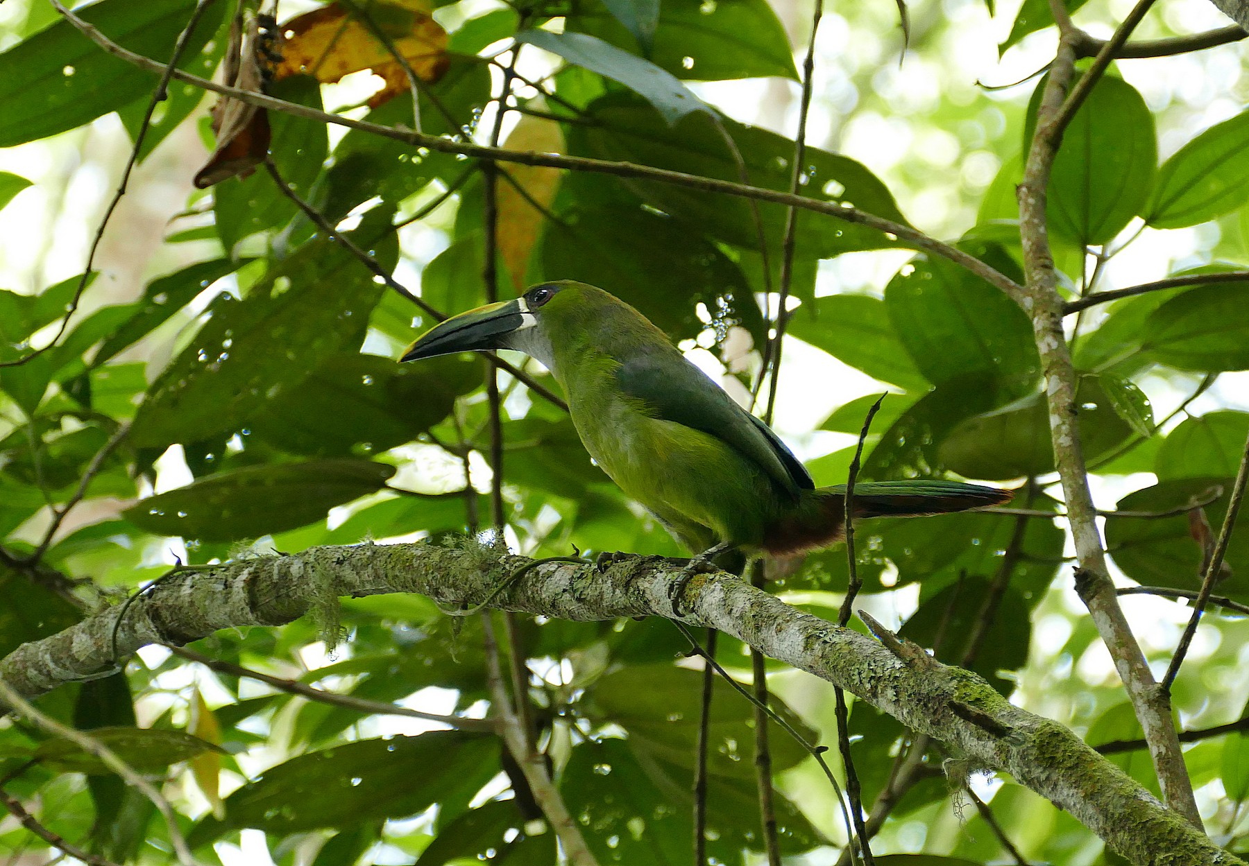 ミナミキバシミドリチュウハシ Lautus Ebird