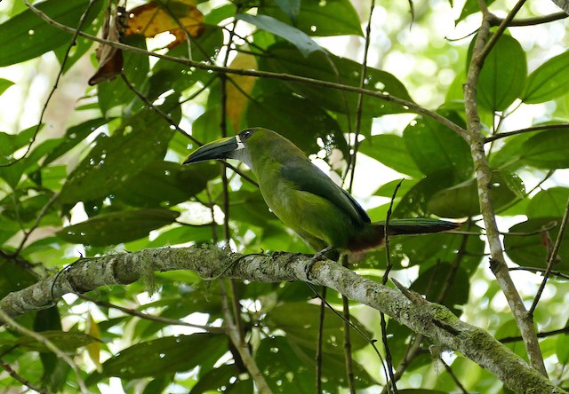 Southern Emerald-Toucanet (Santa Marta)