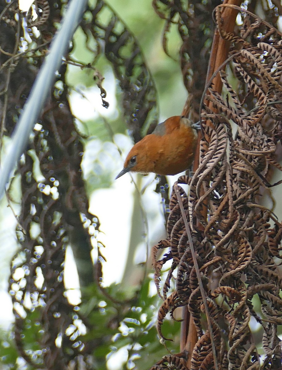 Rusty-headed Spinetail - ML205524851