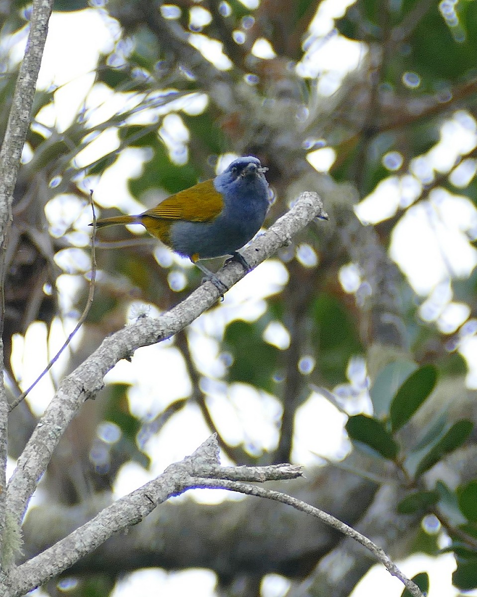 Blue-capped Tanager - ML205524881