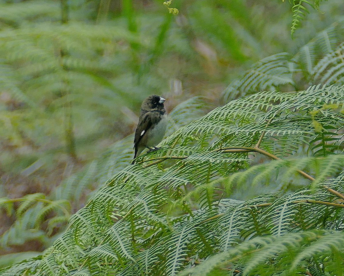 Black-and-white Seedeater - Jens Thalund